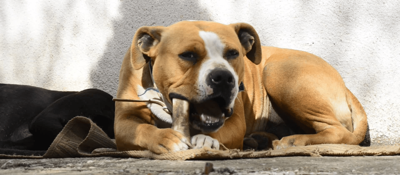 Dog growls to protect his bone Resource Guarding When Hounds Fly