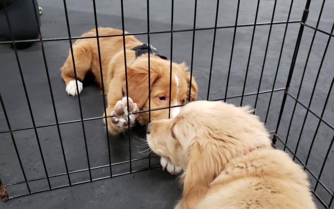 Scary or Supportive? Puppy Socialization Done Right