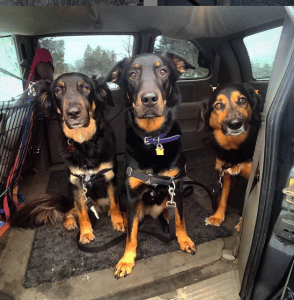 van dogs