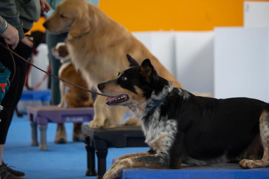 South Etobicoke When Hounds Fly Dog Training