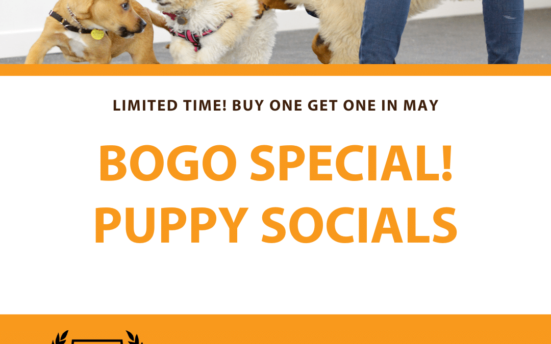 May 2024 Promotion – BOGO on Puppy Socials (16-24 Weeks)