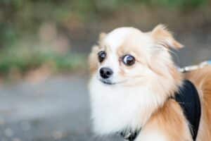 scared-anxious-chihuahua