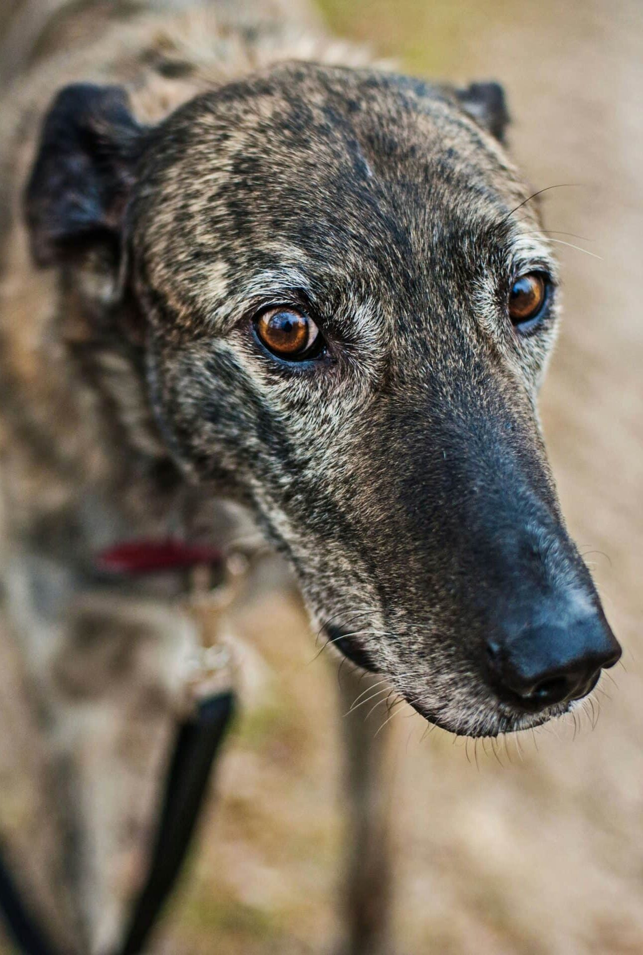 brindle greyhound dog with pinned ears and whale eye looking anxious