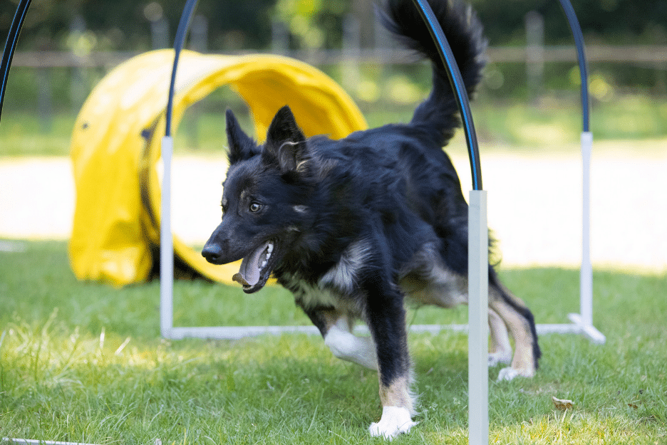 Dog on teeter