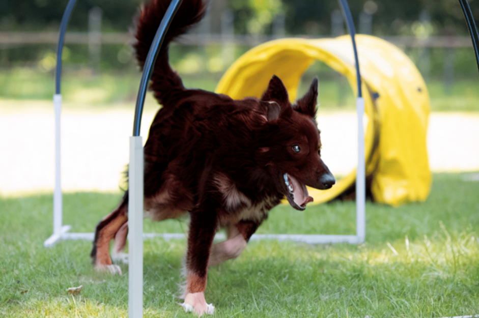 Dog on teeter