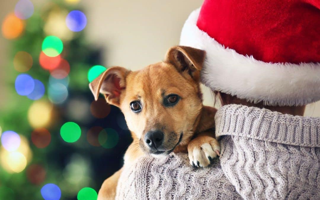 3 Holiday Safety Tips for Dogs: Keep Your Dog Safe and Happy This Season