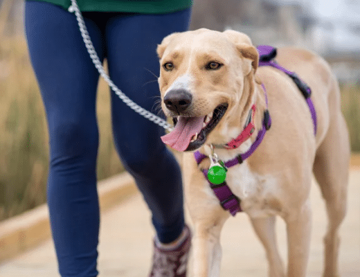 dog on purple harness walking on a loose leash very nicely