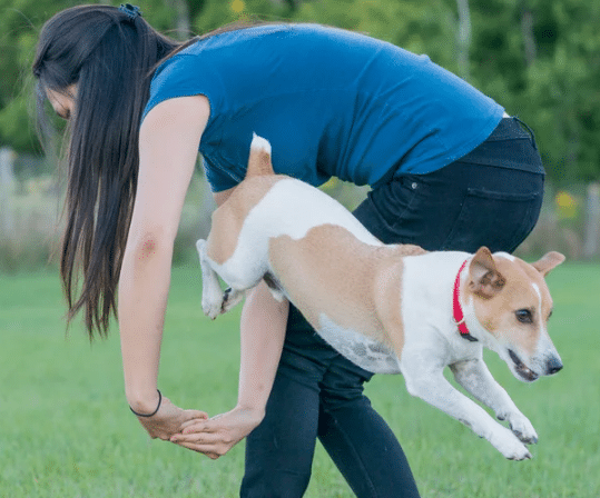 dog  jumping through arm hoop of trainer