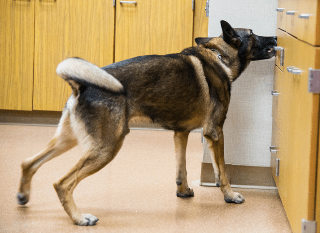 German Shepherd Dog indicating they found the scent inside a kitchen cabinet