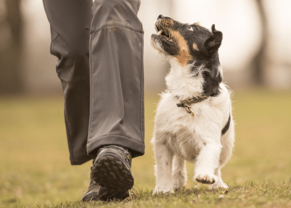 small terrier dog doing obedience heelwork